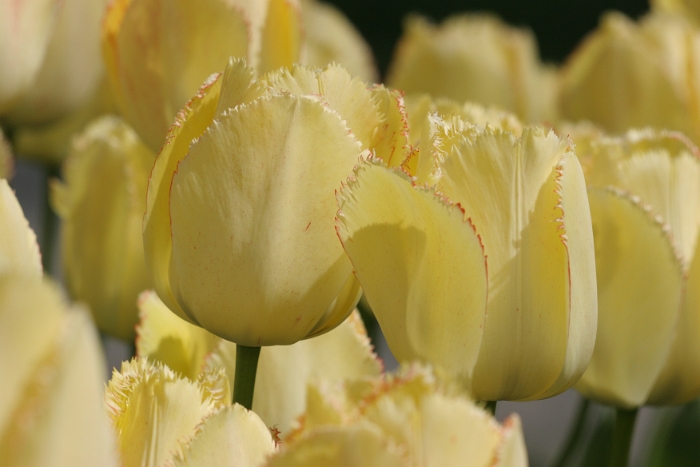 Tulipes a Morges 2006 - 004